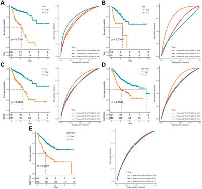 Based on cuproptosis-related lncRNAs, a novel prognostic signature for colon adenocarcinoma prognosis, immunotherapy, and chemotherapy response